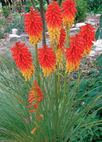 Kniphofia 'Papaya Popsicle'